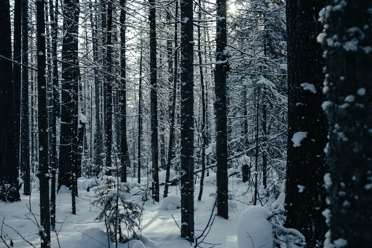 A Day in the Life of Siberian Dreaming